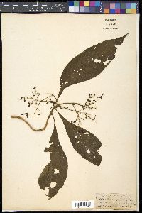 Mycetia longifolia image