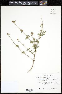 Spermacoce verticillata image