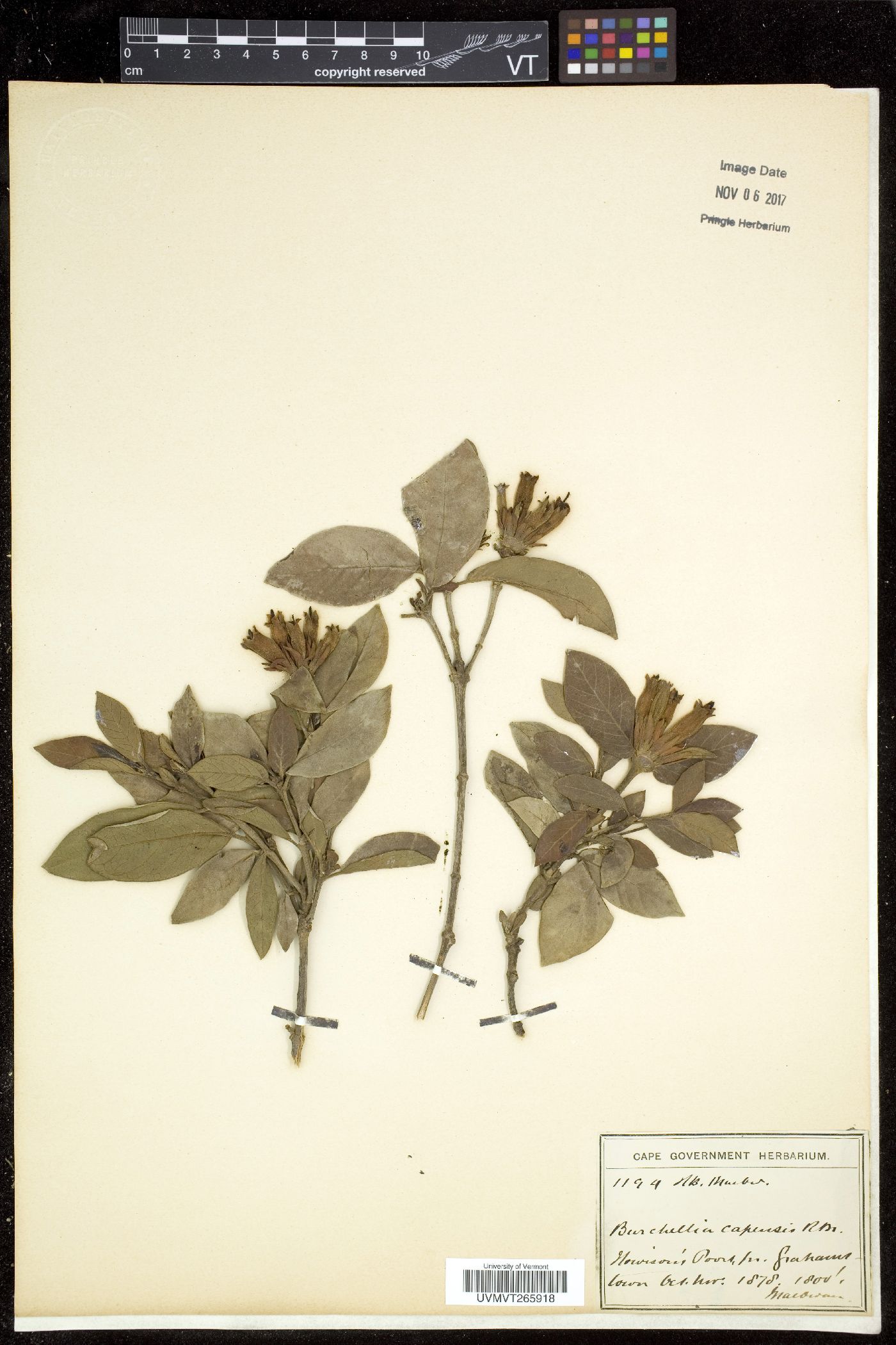Burchellia image