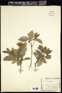 Image Associated With the Occurence