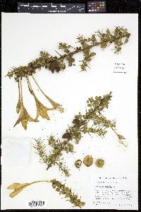 Catesbaea spinosa image
