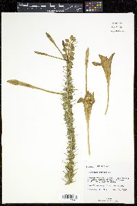 Catesbaea spinosa image
