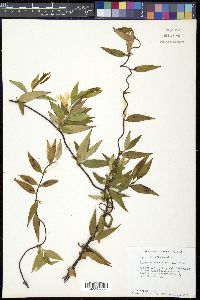 Gelsemium sempervirens image