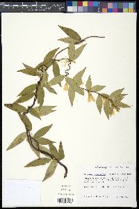 Gelsemium sempervirens image