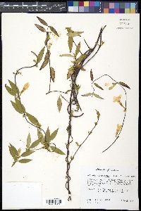 Gelsemium sempervirens image