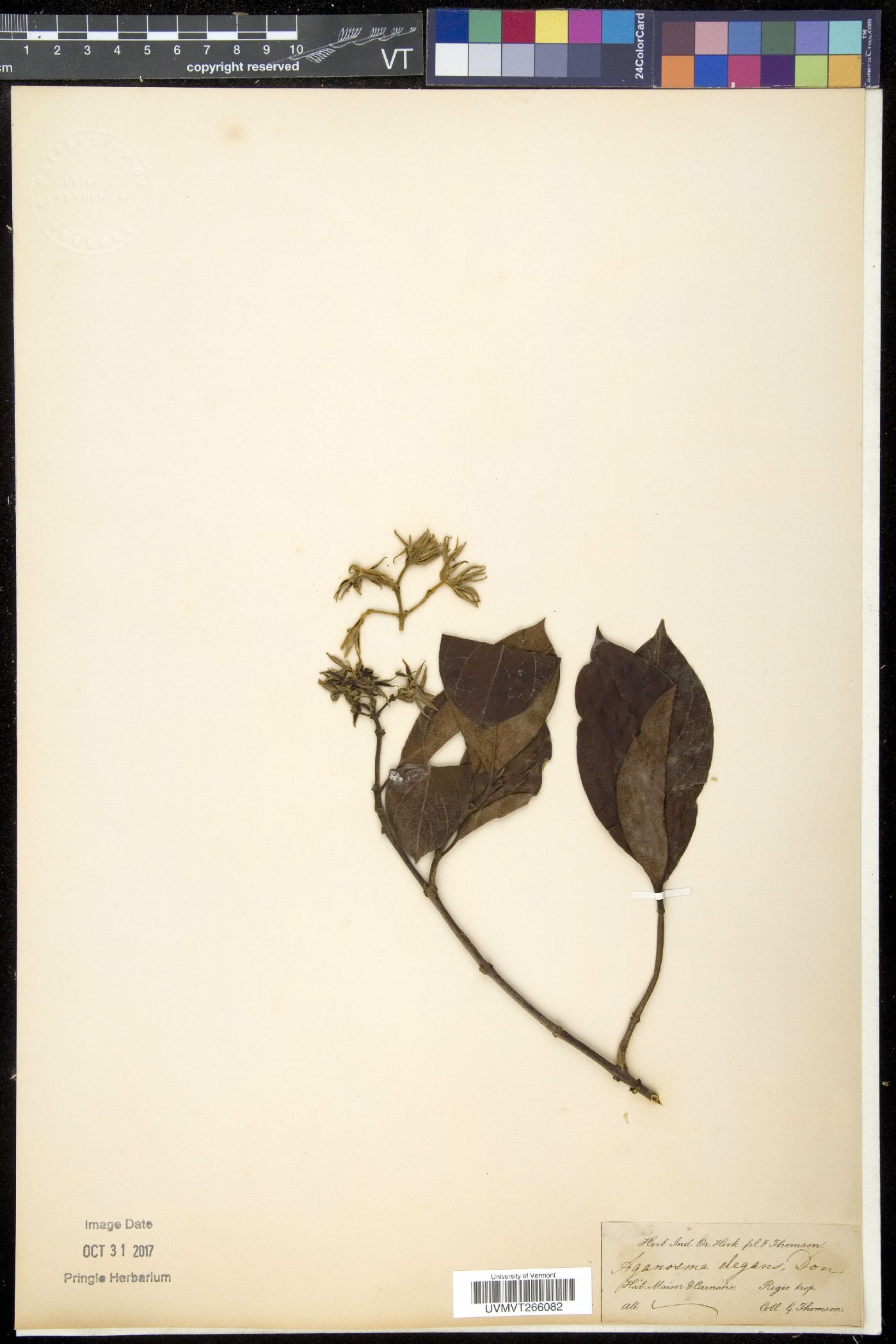 Aganosma cymosa image