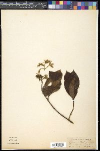 Aganosma cymosa image