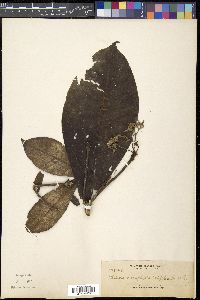 Alstonia macrophylla image