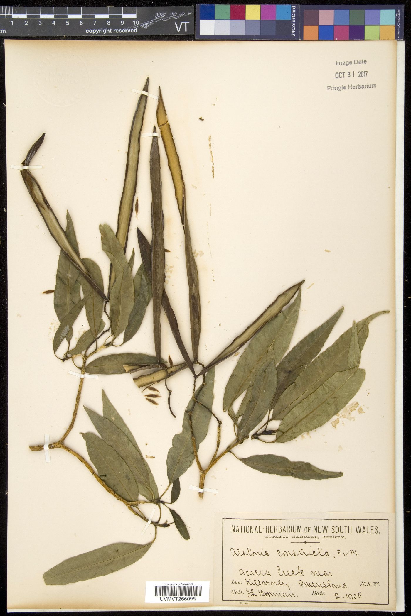 Alstonia image