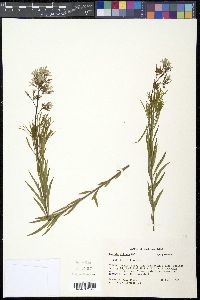 Amsonia ciliata image