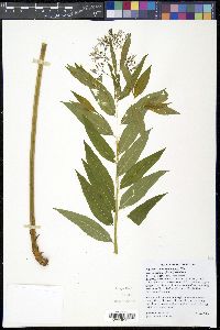 Amsonia tabernaemontana image
