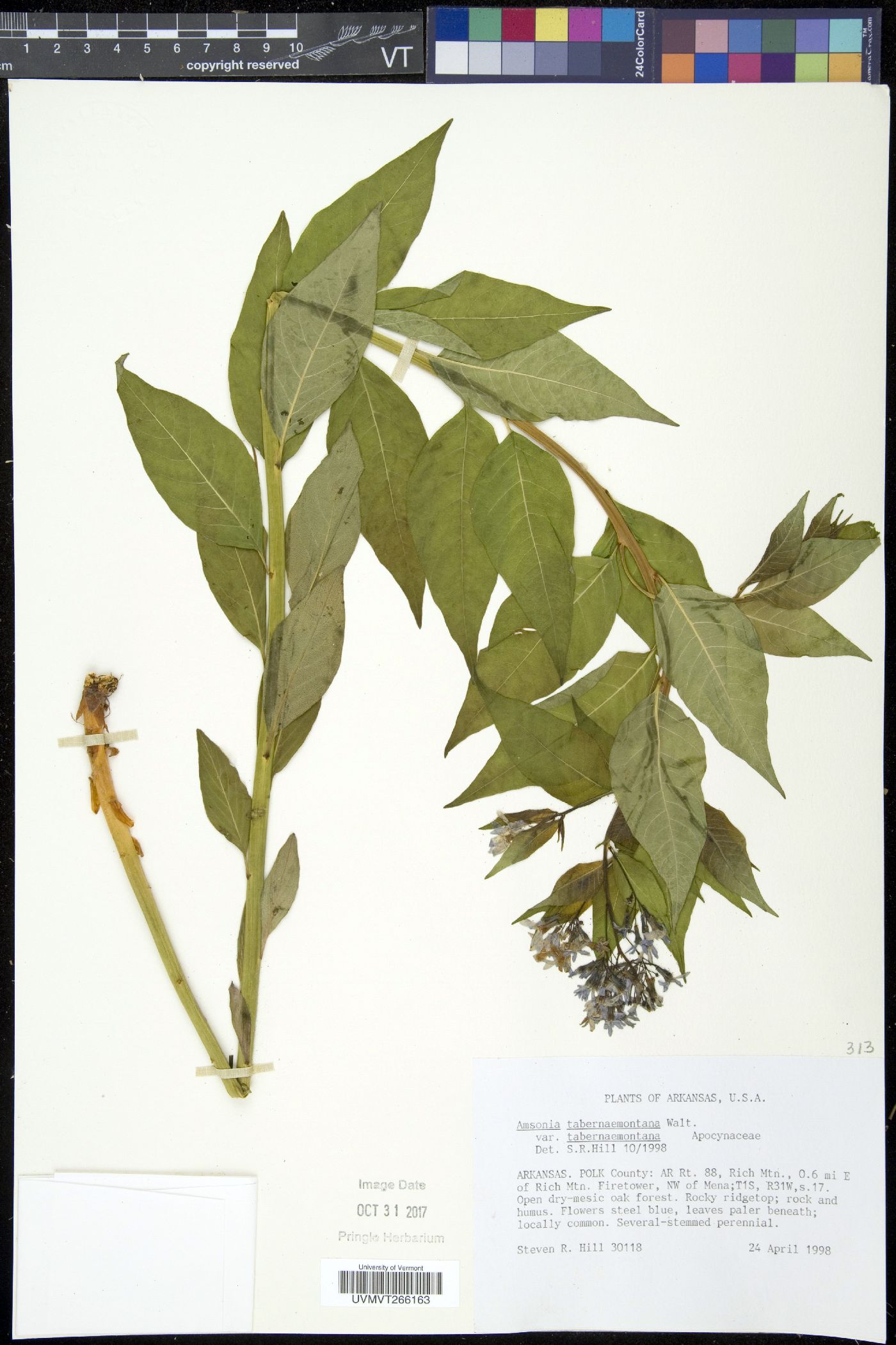 Amsonia tabernaemontana var. tabernaemontana image