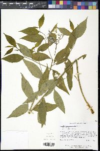 Amsonia tabernaemontana image