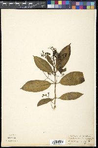 Anodendron paniculatum image