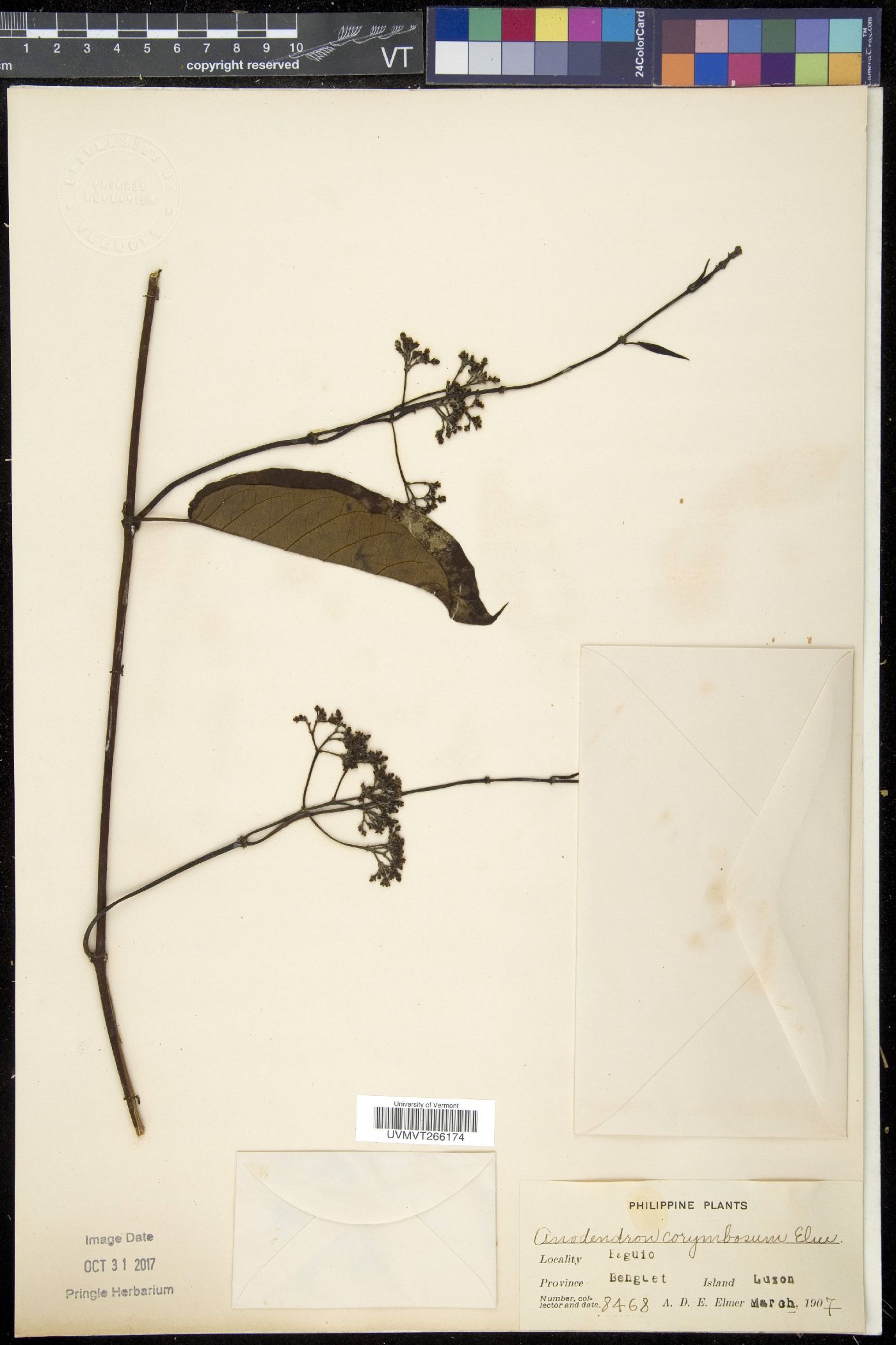 Streptocaulon cumingii image