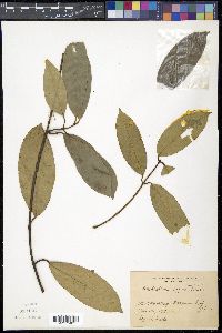 Anodendron affine image