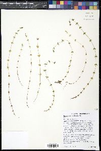 Cruciata pedemontana image