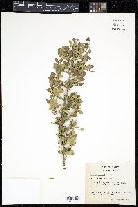 Condalia hookeri image