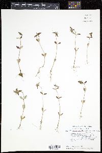Crusea longiflora image