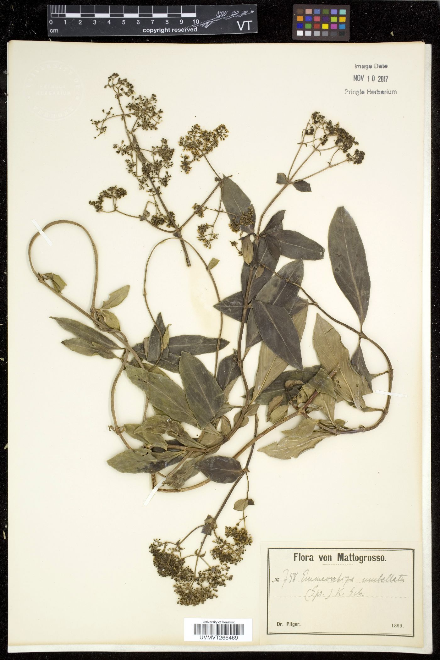 Emmeorhiza image