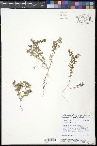 Galium hispidulum image