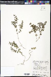 Galium hispidulum image