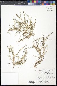 Galium microphyllum image