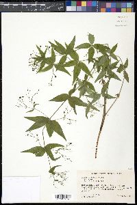 Galium latifolium image