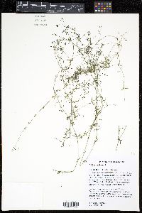 Galium trifidum image