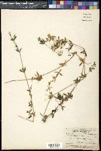 Galium asprellum image