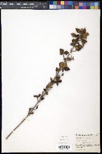 Guettarda pungens image
