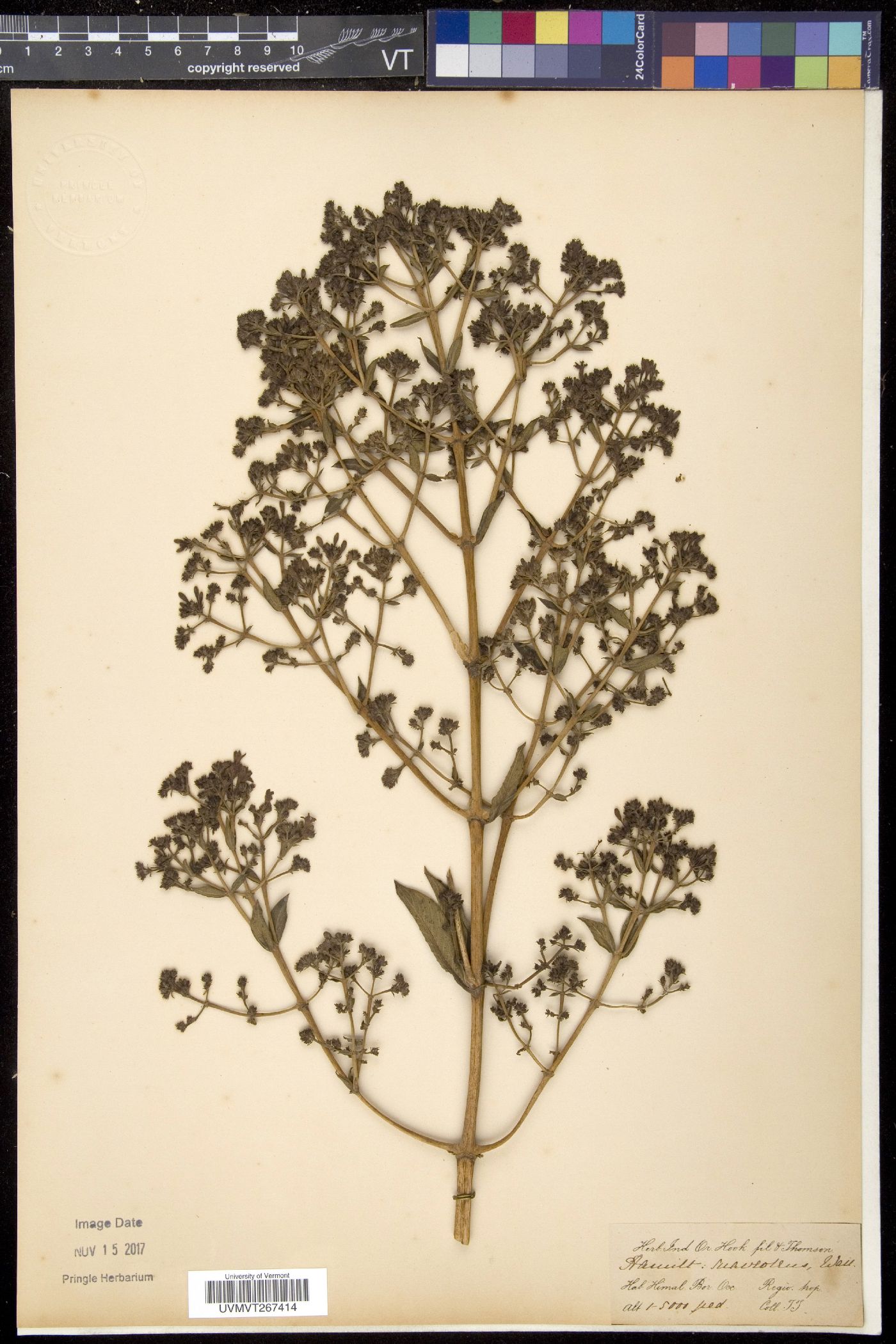 Spermadictyon suaveolens image