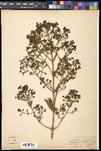Spermadictyon suaveolens image