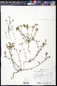Stenaria nigricans var. nigricans image