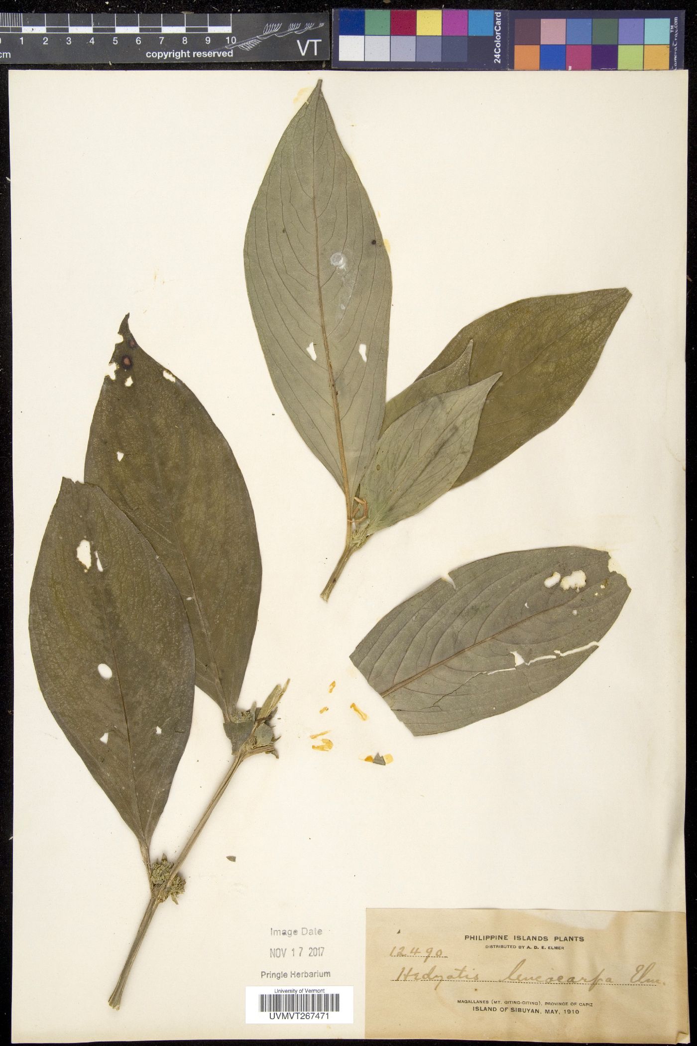 Hedyotis rigida image