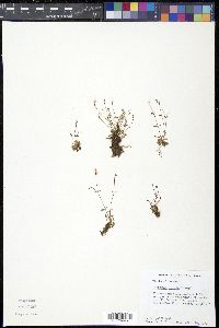 Houstonia pusilla image