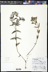 Houstonia purpurea var. calycosa image