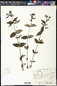 Houstonia purpurea image