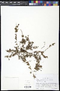 Houstonia procumbens image