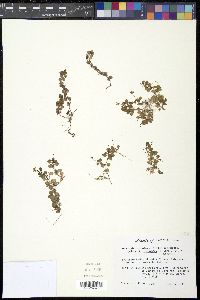 Houstonia procumbens image
