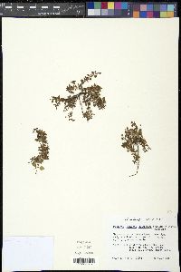 Houstonia procumbens image