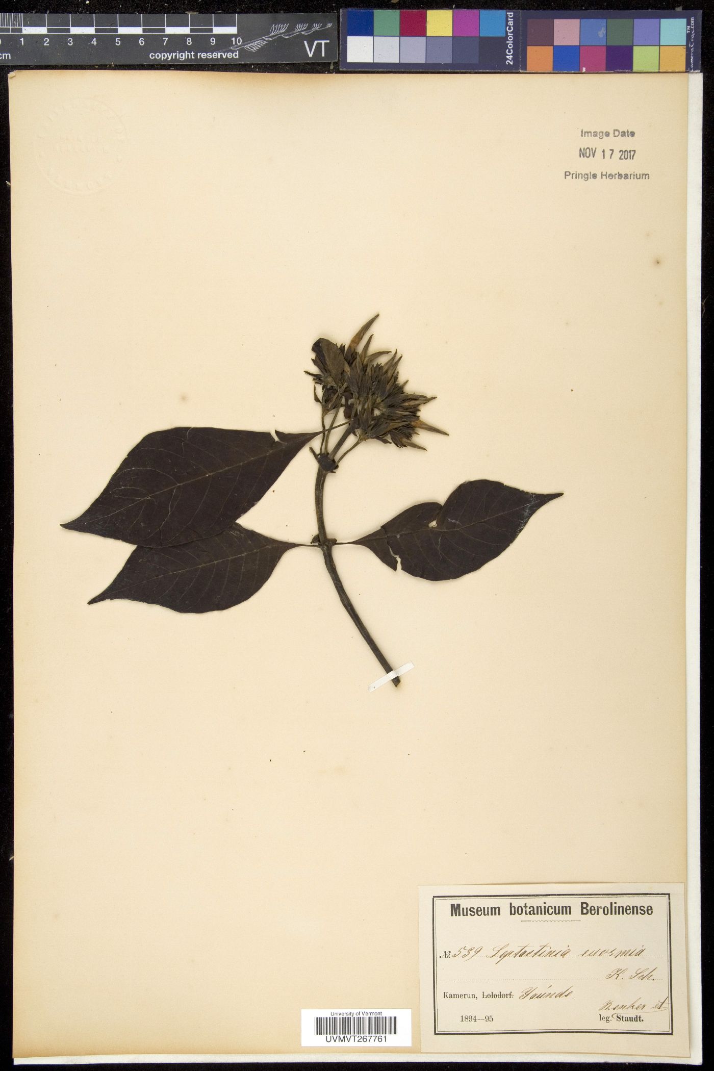 Leptactinia image