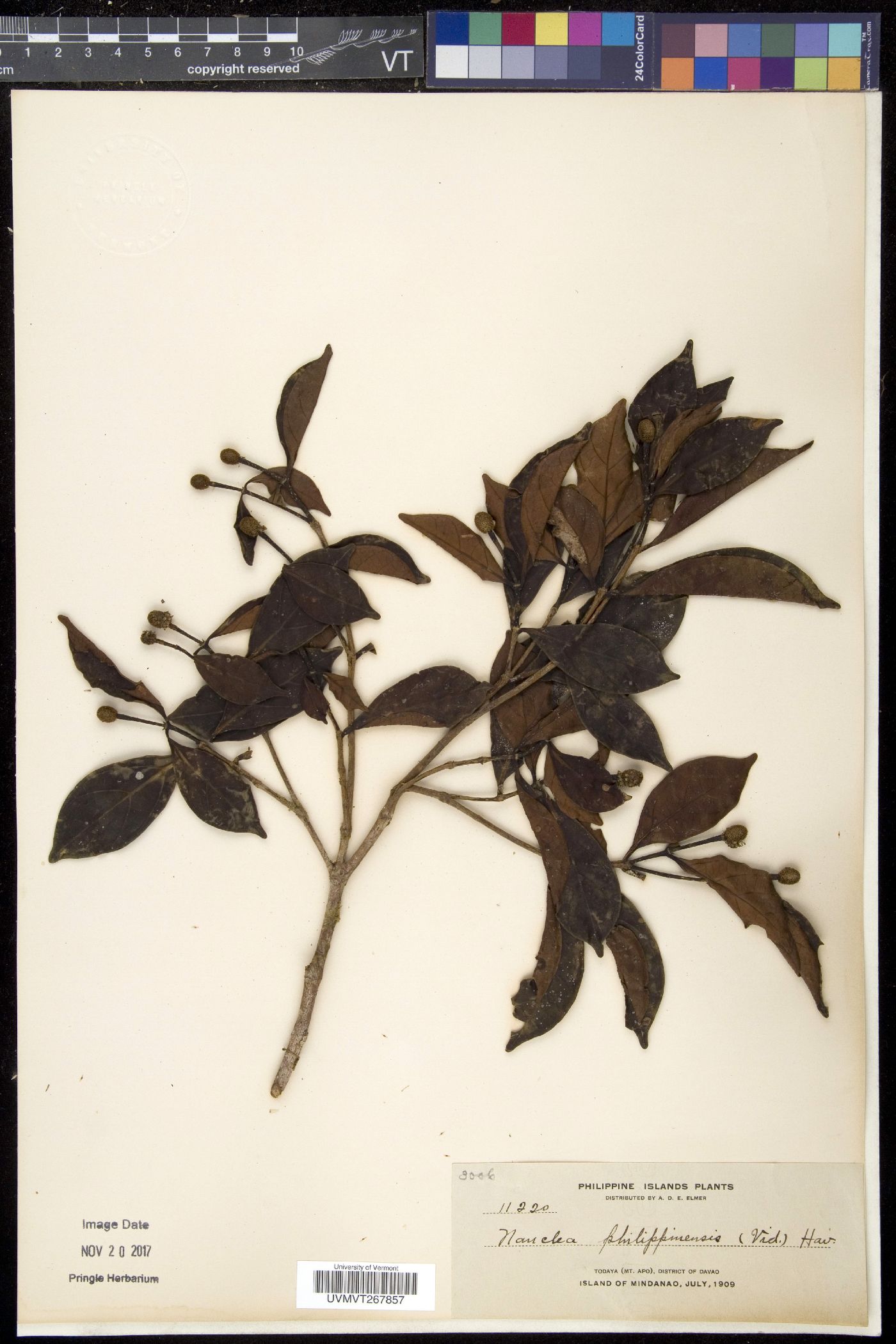 Neonauclea lanceolata subsp. gracilis image