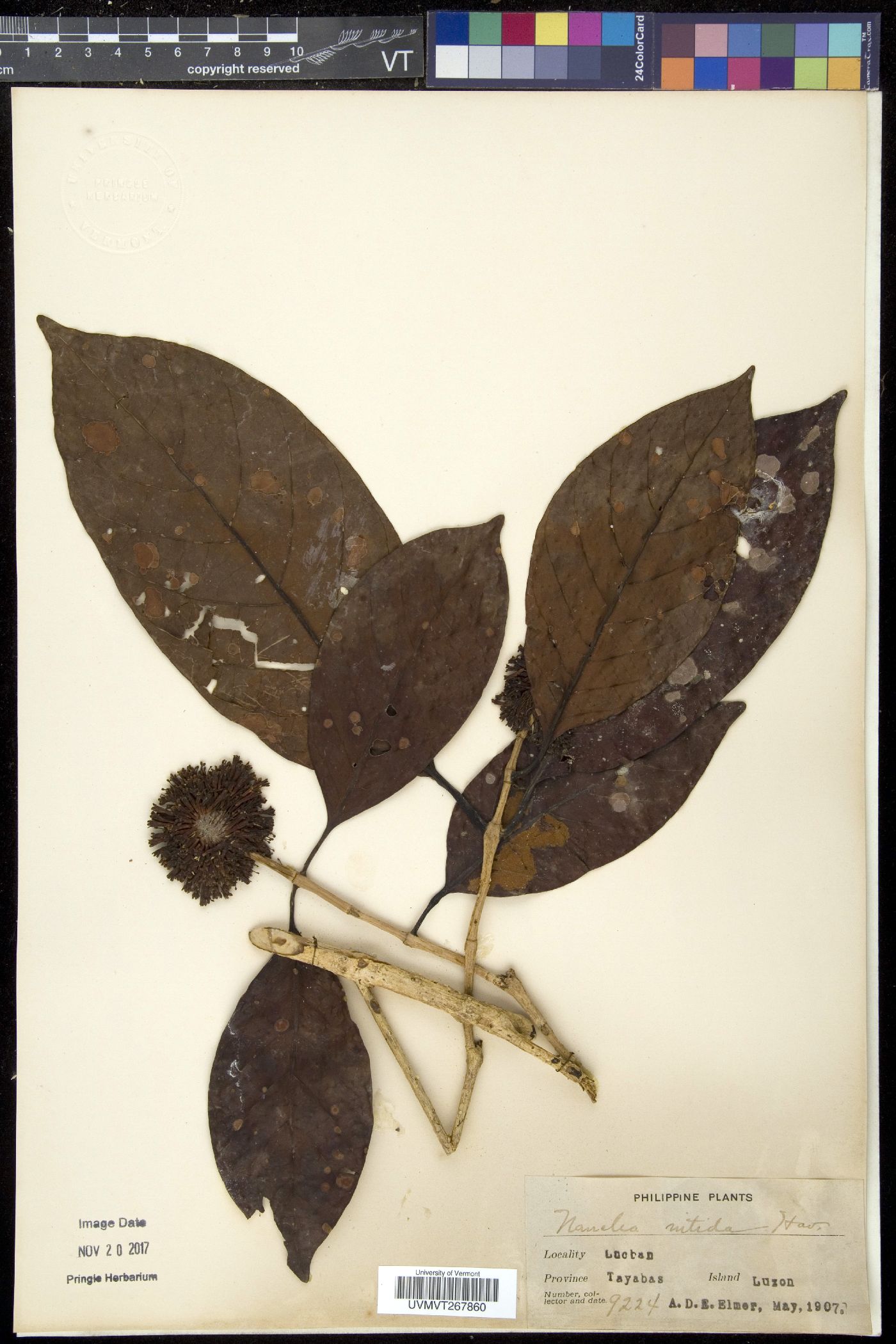 Neonauclea glabra image