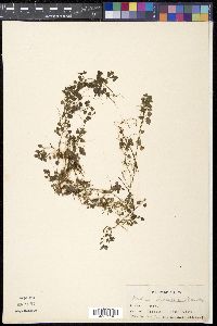Nertera granadensis var. granadensis image