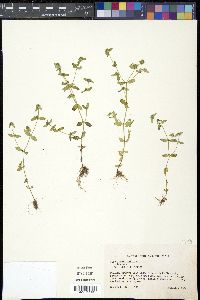 Oldenlandia uniflora image