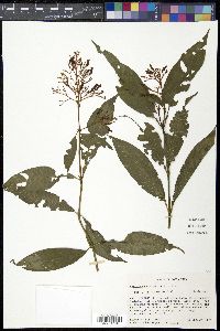 Palicourea crocea image