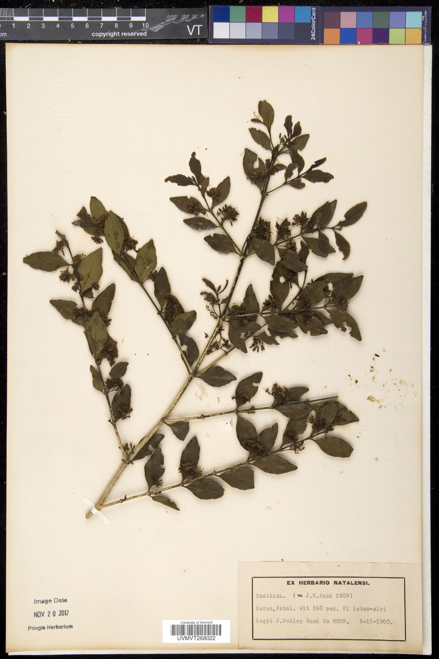 Penaeaceae image