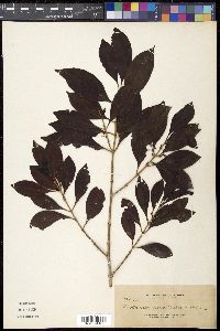 Plectronia umbellata image
