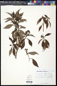 Psychotria ligustrifolia image